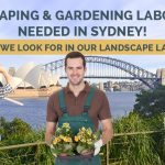 Landscape & Gardening Labourers Needed in Sydney