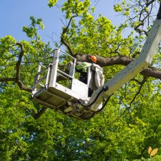 Arborists and Groundworkers Labour Hire Sydney - HLH Group