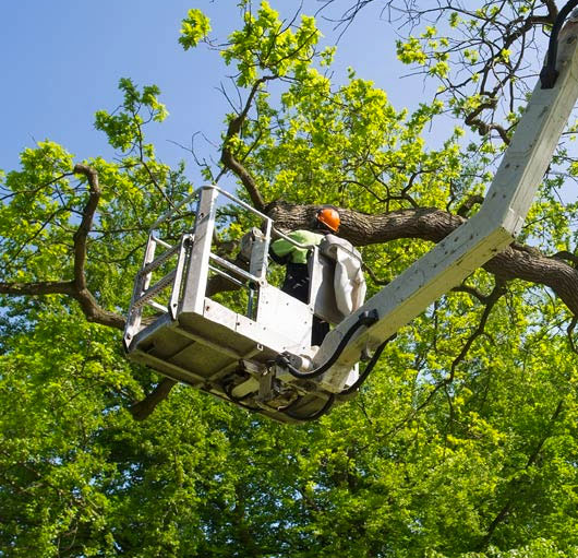 Labour Hire Tree Management - Labour Hire Sydney