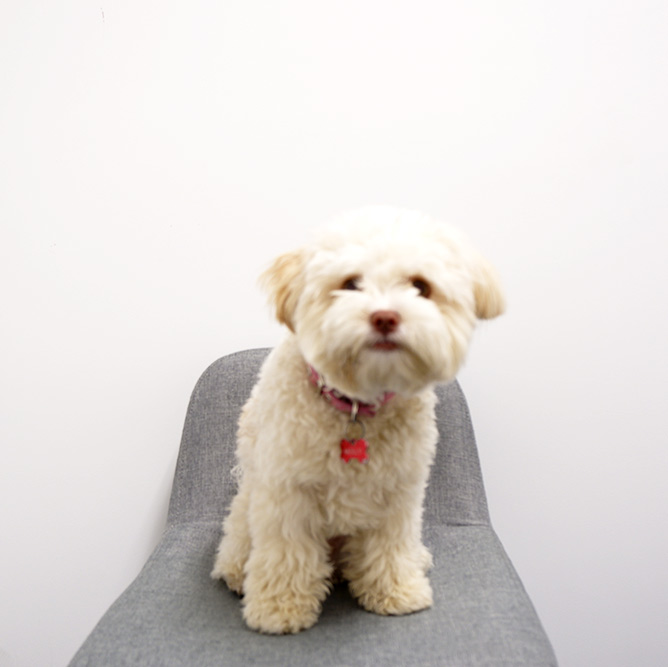 Molly - Pet HLH Group Sydney
