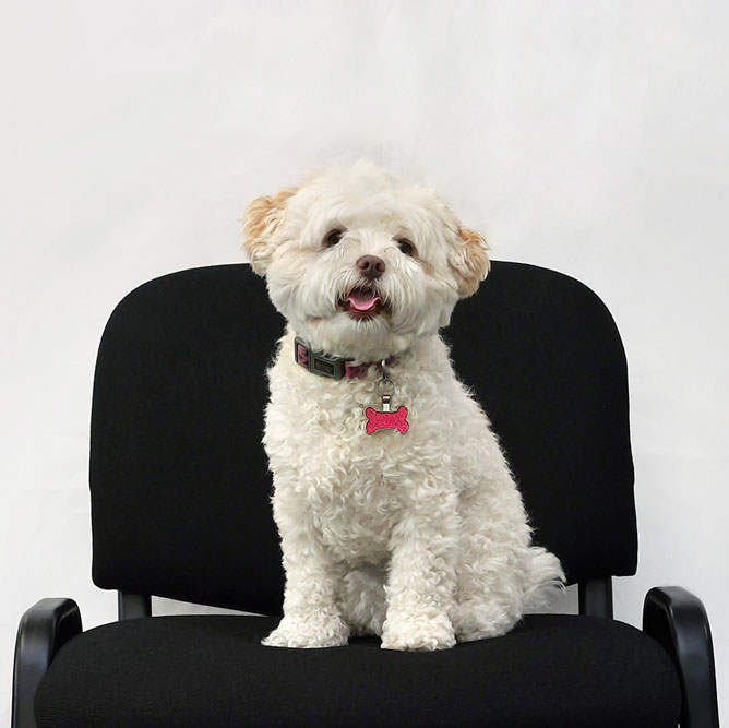 Molly Hunter - Pawject Manager - HLH Group Molly Hunter - Pawject Manager - HLH Group